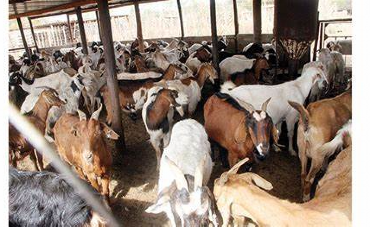 Goat meat (frozen) from Zimbabwe